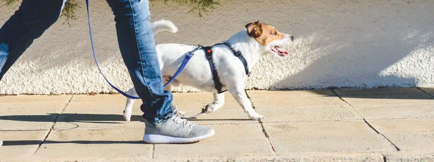 Una caminata placentera con tu mascota