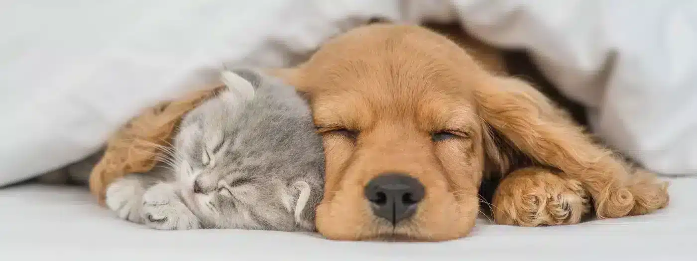 El descanso ideal de tu mascota